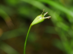 Wahlenbergia rupestris
