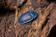 Pterohelaeus planus