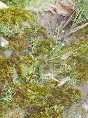 Wahlenbergia rupestris