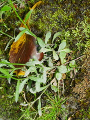 Wahlenbergia rupestris