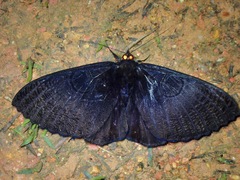 Erebus caprimulgus