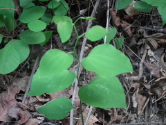 Smilax stans
