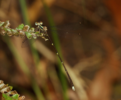 Episynlestes albicaudus