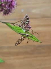 Mischoderus forcipatus