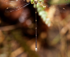 Episynlestes albicaudus