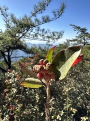 Photinia niitakayamensis