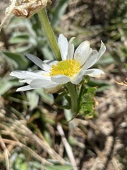 Ranunculus anemoneus