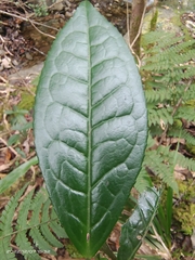 Camellia sinensis