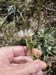Ranunculus anemoneus