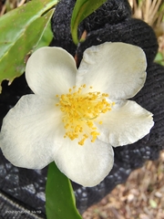 Camellia sinensis
