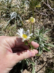 Ranunculus anemoneus