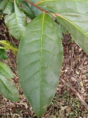 Camellia sinensis