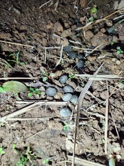 Lepus sinensis formosus