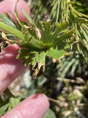 Ranunculus anemoneus