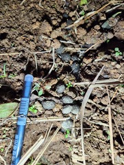 Lepus sinensis formosus