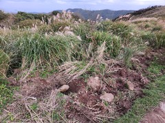 Lepus sinensis formosus