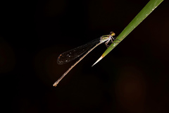 Pseudagrion ignifer