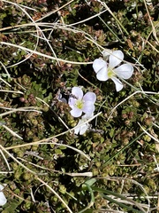 Veronica densifolia