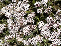 Pimelea alpina