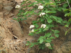Viburnum schensianum