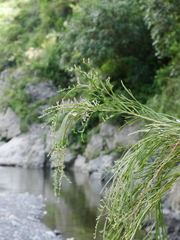 Carmichaelia odorata
