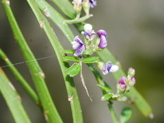 Carmichaelia odorata