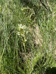 Aciphylla glacialis
