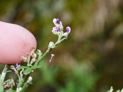 Carmichaelia odorata