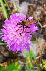 Empis tessellata