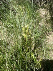 Aciphylla glacialis