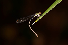 Pseudagrion ignifer