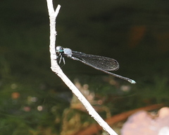 Pseudagrion jedda