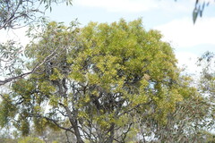 Acacia oswaldii