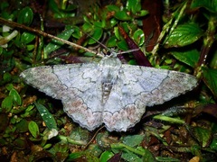 Pingasa rubimontana