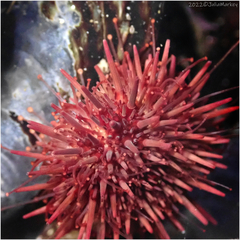 Mesocentrotus franciscanus