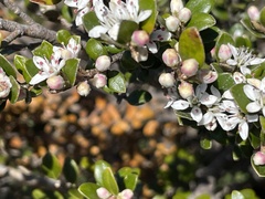 Nematolepis ovatifolia