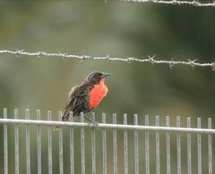 Leistes militaris