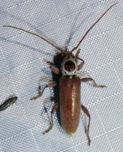 Ceresium elatum
