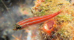 Helcogramma striata