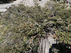 Nematolepis ovatifolia