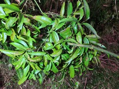Smilax china