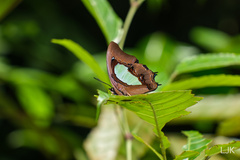 Polyura hebe