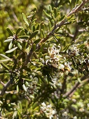 Grevillea australis