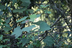 Mallotus paniculatus formosanus
