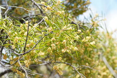 Acacia oswaldii