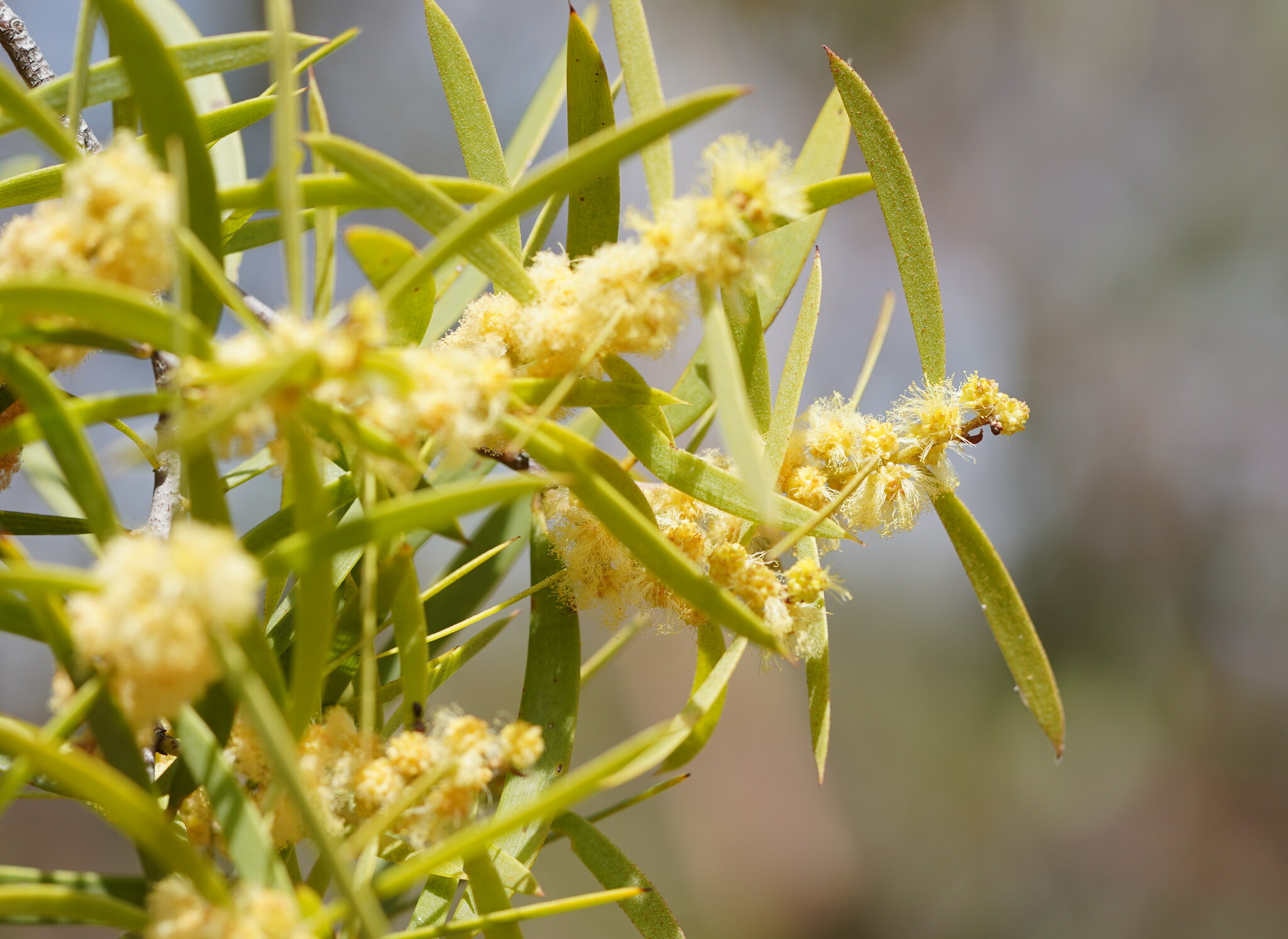 Acacia oswaldii