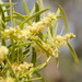 Acacia oswaldii - Photo (c) Reiner Richter,  זכויות יוצרים חלקיות (CC BY-NC-SA), הועלה על ידי Reiner Richter