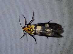 Vitessa teleroma