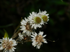 Anaphalioides trinervis