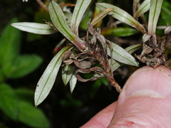 Anaphalioides trinervis